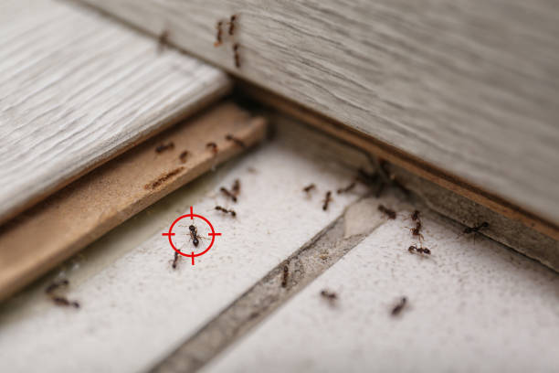 Best Pest Prevention Services  in Port Gibson, MS